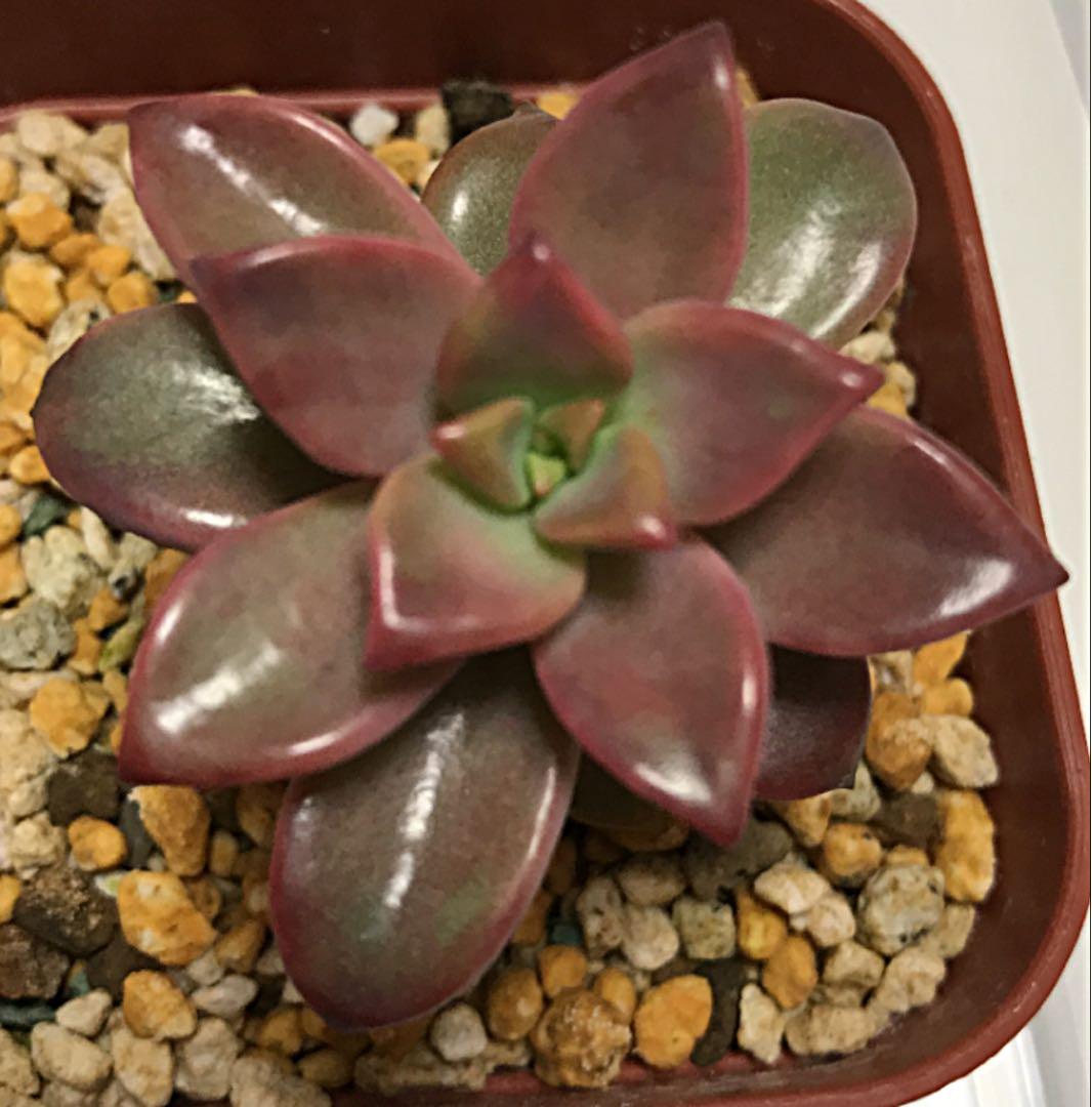 ピーチ姫② ブロンズ姫錦　カット苗　おまけ付き♡