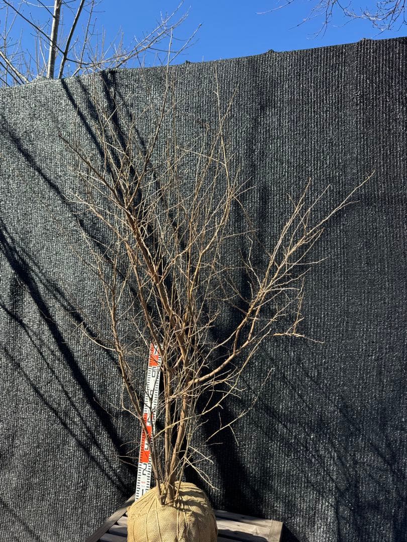 エゴノキ　大株　株立ち　【品番3543】