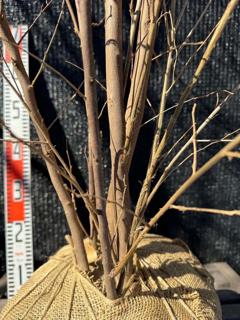 エゴノキ　大株　株立ち　【品番3543】