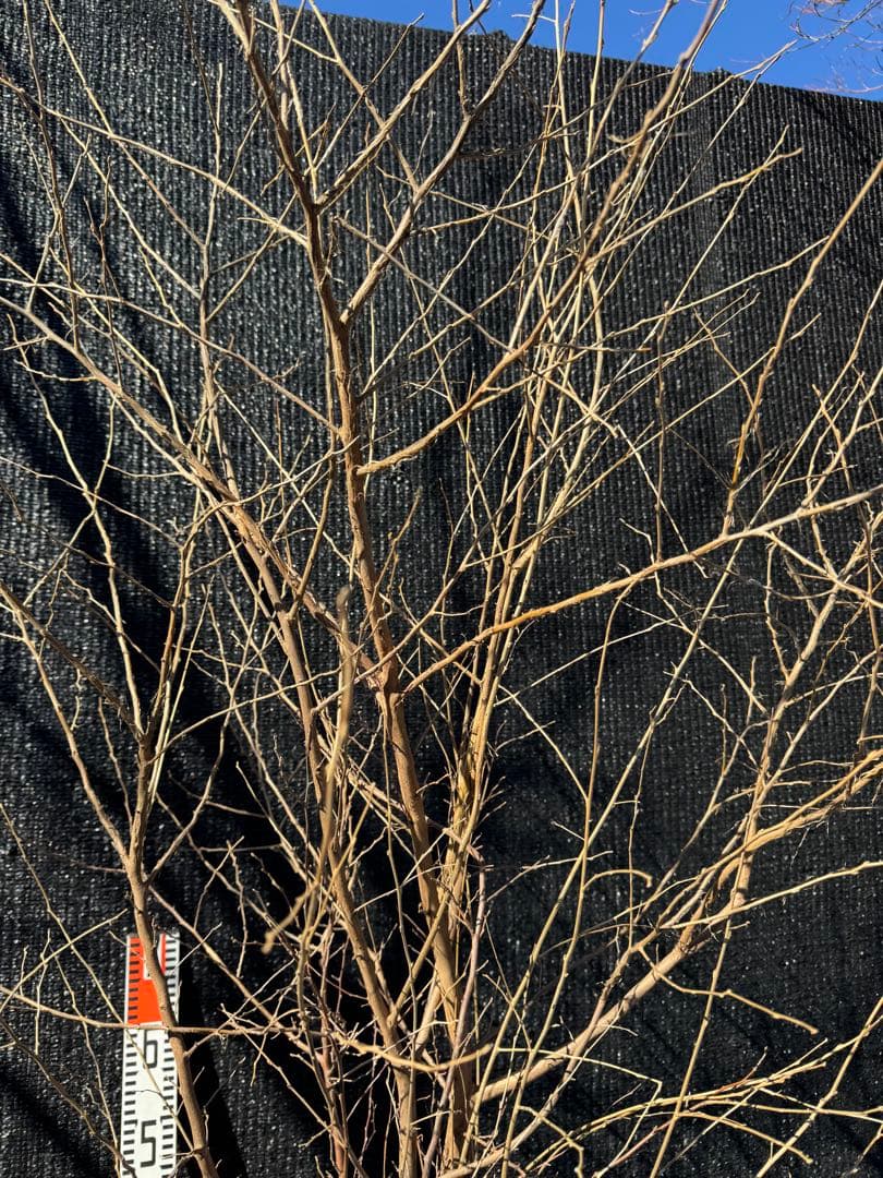 エゴノキ　大株　株立ち　【品番3543】