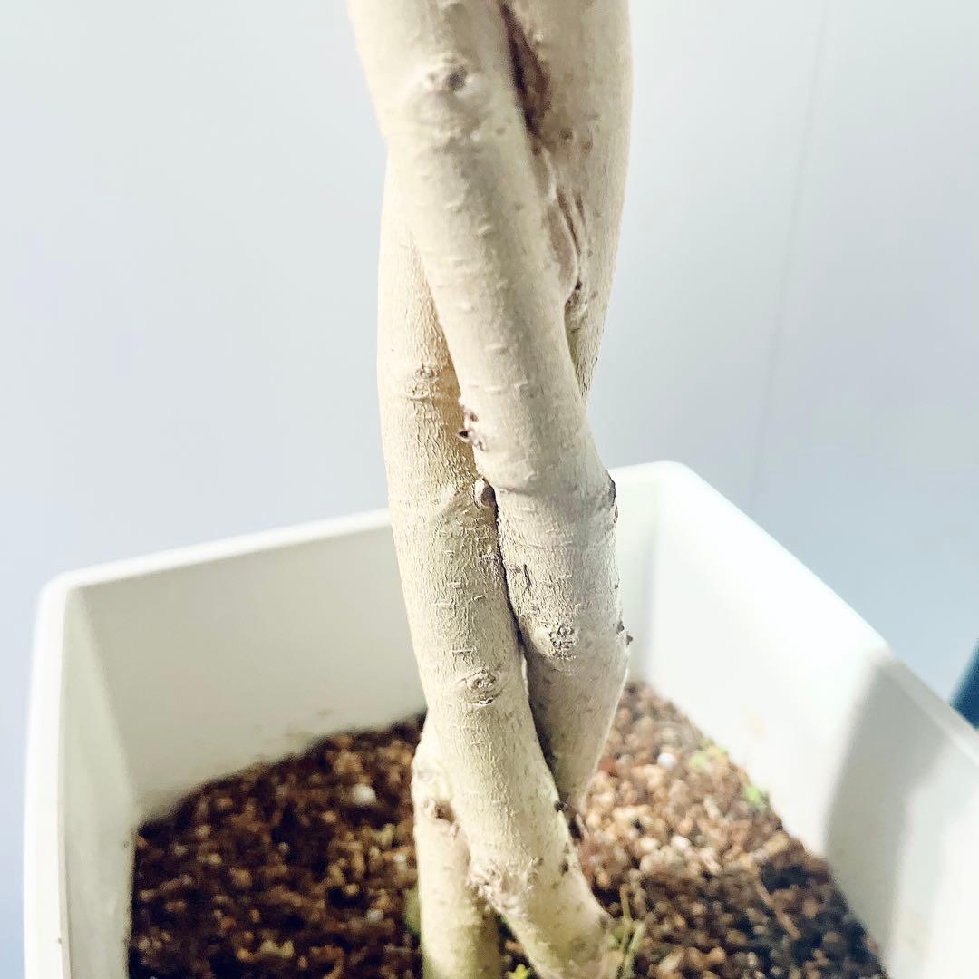 《華やぐ》フィカス ベンジャミン スターライト ビューティークイーン 登録品種