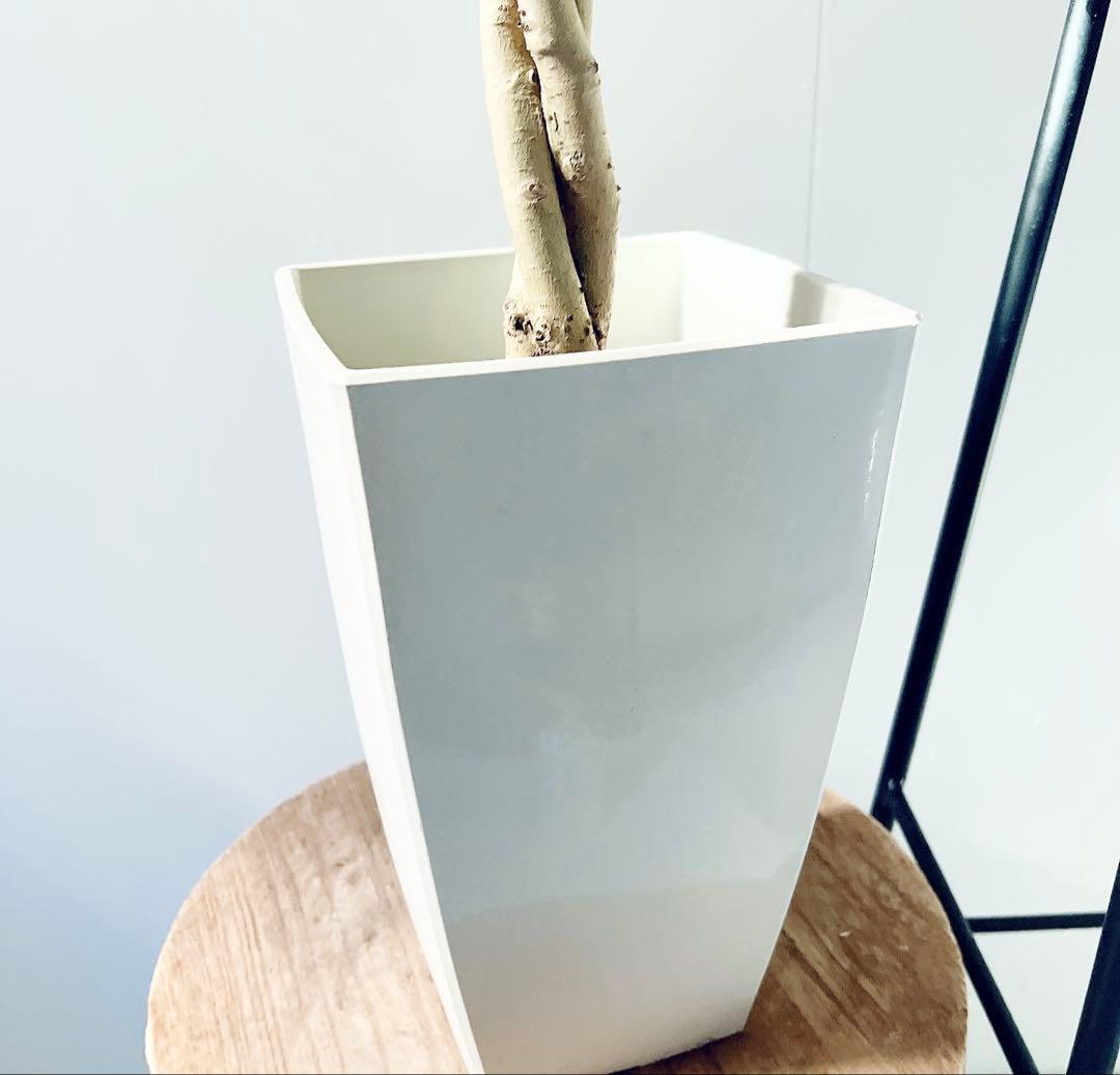 《華やぐ》フィカス ベンジャミン スターライト ビューティークイーン 登録品種