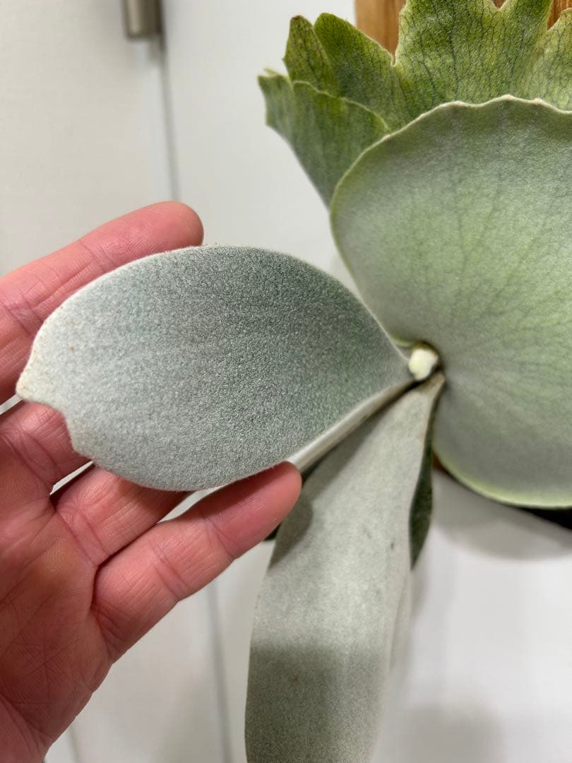 P. willinckii cotton cloud spore （CCS）