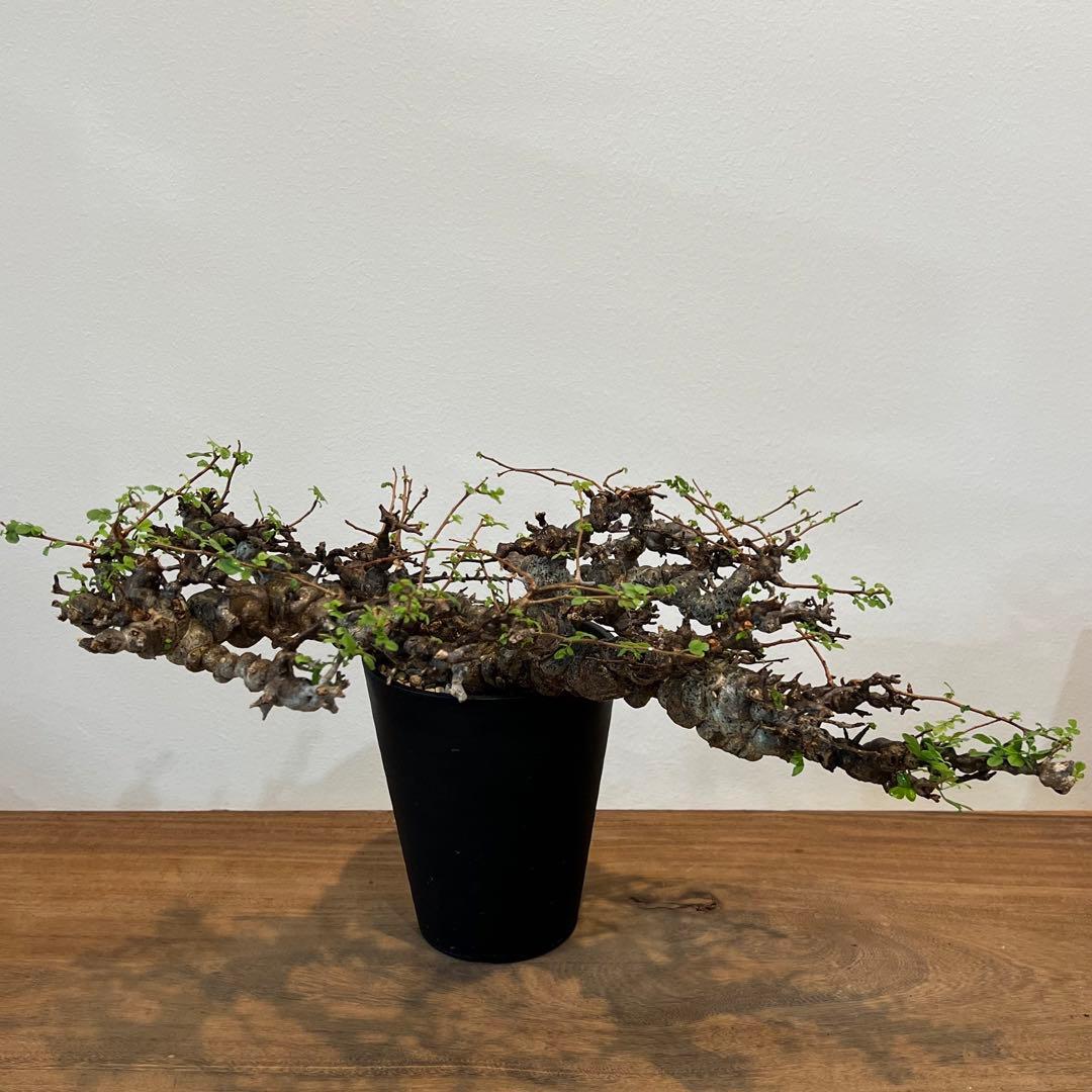 【希少株】コミフォラ エイル 現地球 発根済 塊根植物 サボテン コーデックス