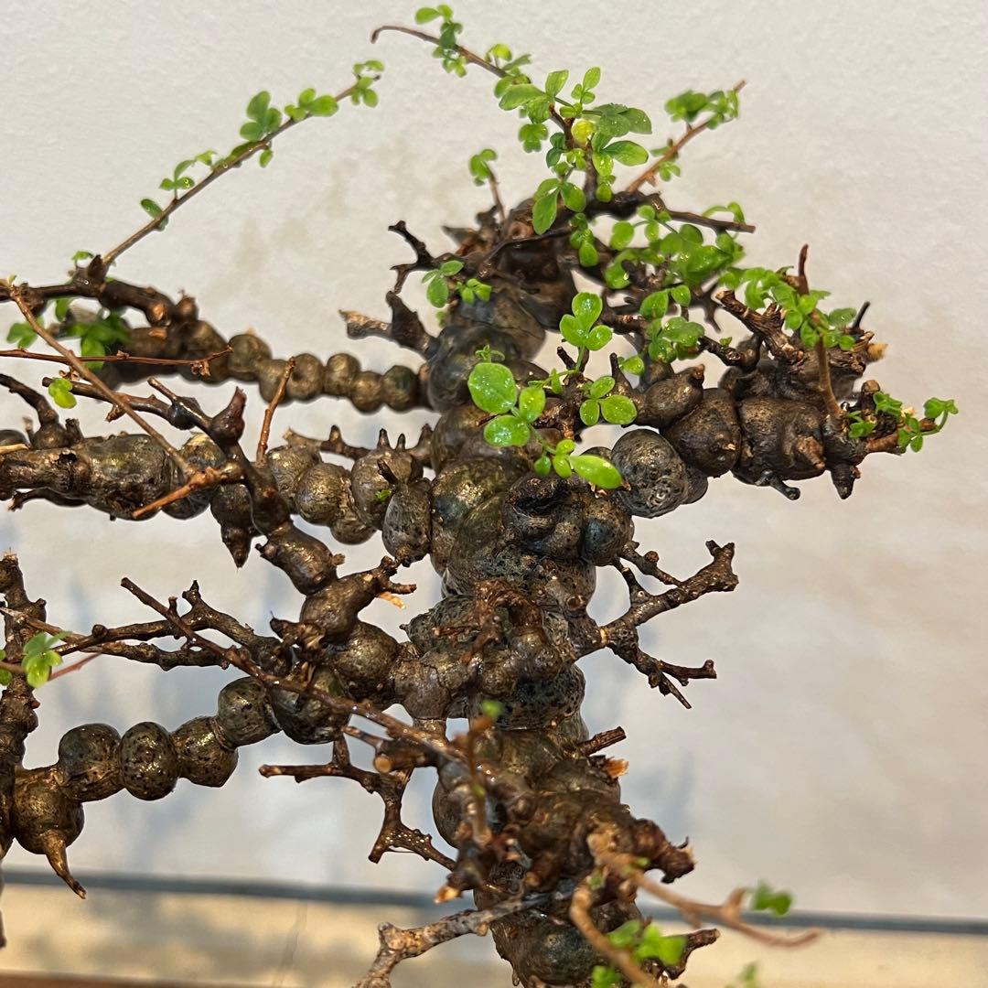 【希少株】コミフォラ エイル 現地球 発根済 塊根植物 サボテン コーデックス