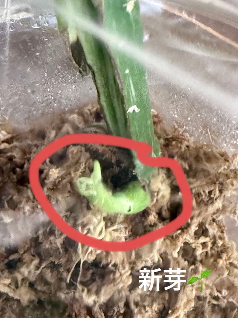 超超レア」 モンステラ デリシオーサ メデューサ 新芽付き！本物