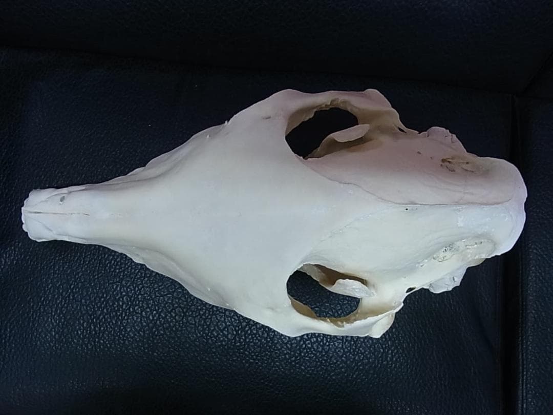 高品質！特大サイズ　イングリッシュ・サラブレッド　頭骨