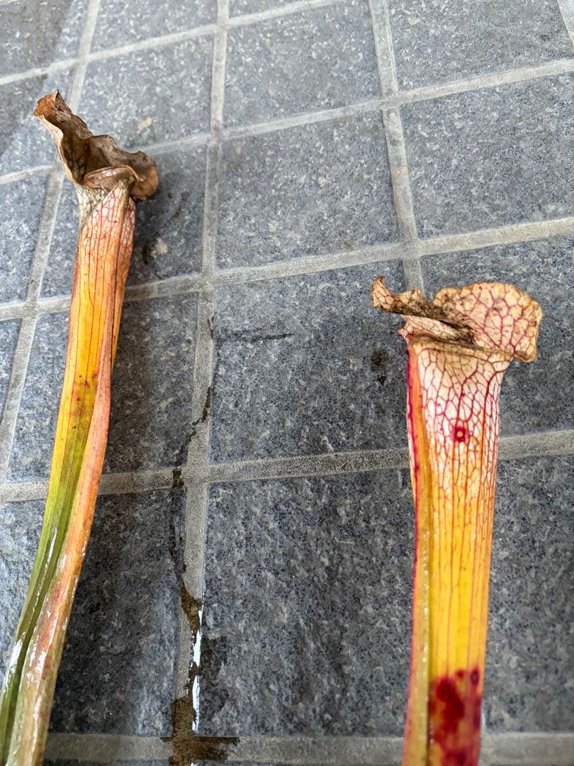 サラセニア ビッグホワイト 中〜親株サイズ 抜き苗 - メルカリ