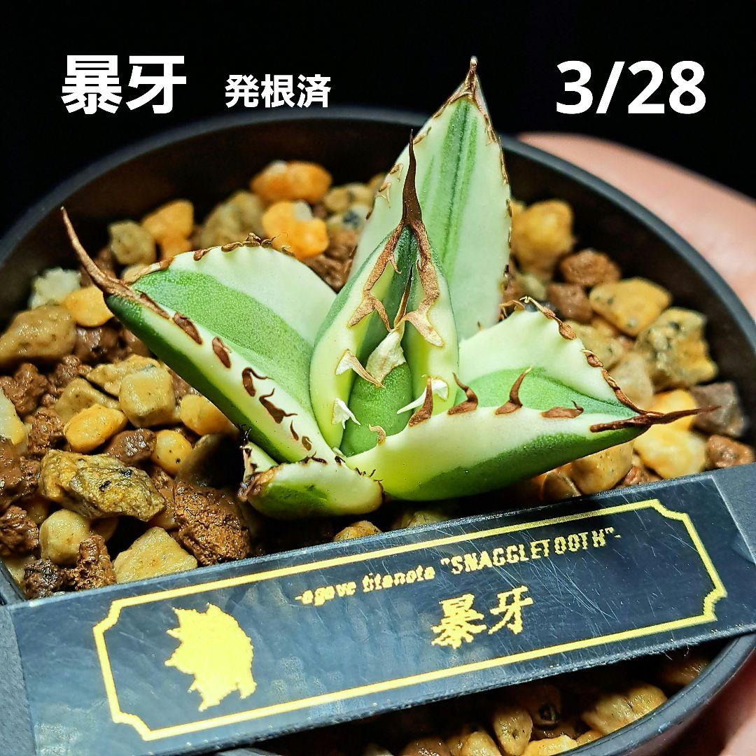 konect Type02 desert