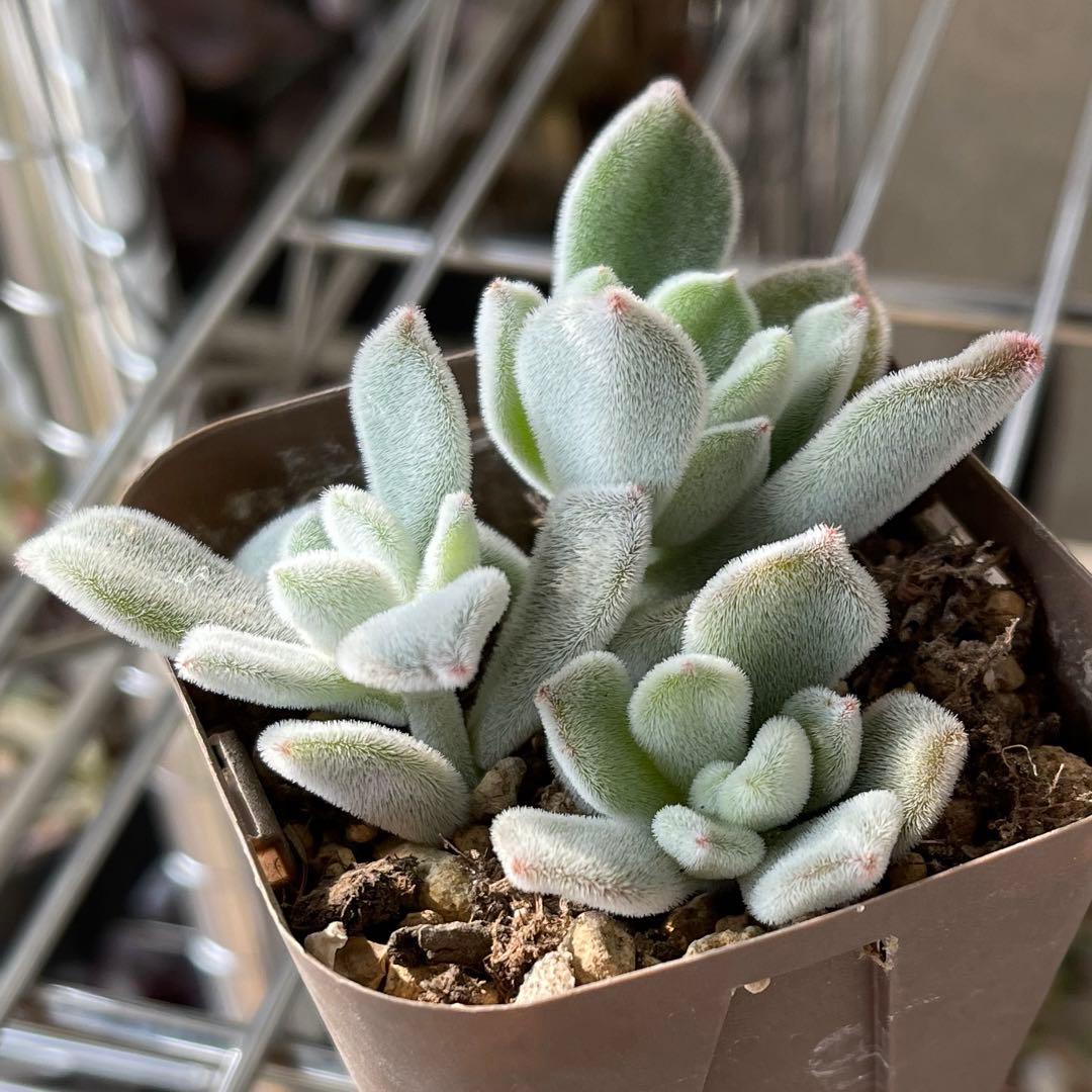 おまとめ中！多肉植物^o^  プルビナータ フロスティ