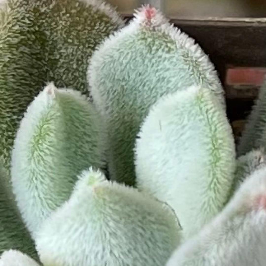 おまとめ中！多肉植物^o^  プルビナータ フロスティ