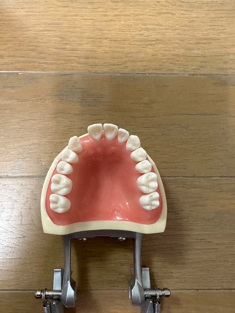 顎模型 D18D-KP.80