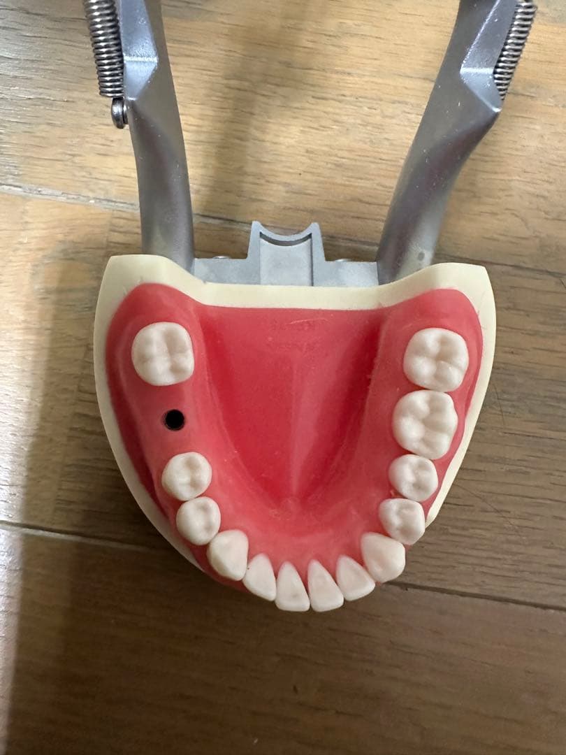 顎模型 D18D-KP.80