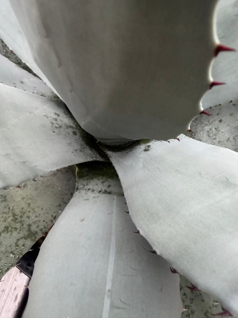 耐寒性アガベ パリー ウェイクフィールド大株◇吉祥天ドライガーデン