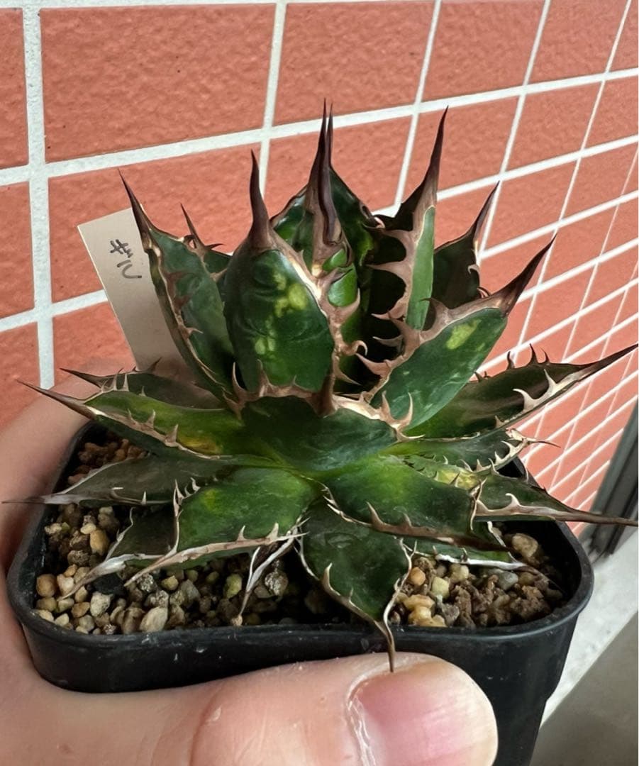 アガベ ホリダ ギルベイ（gilbey） - メルカリ