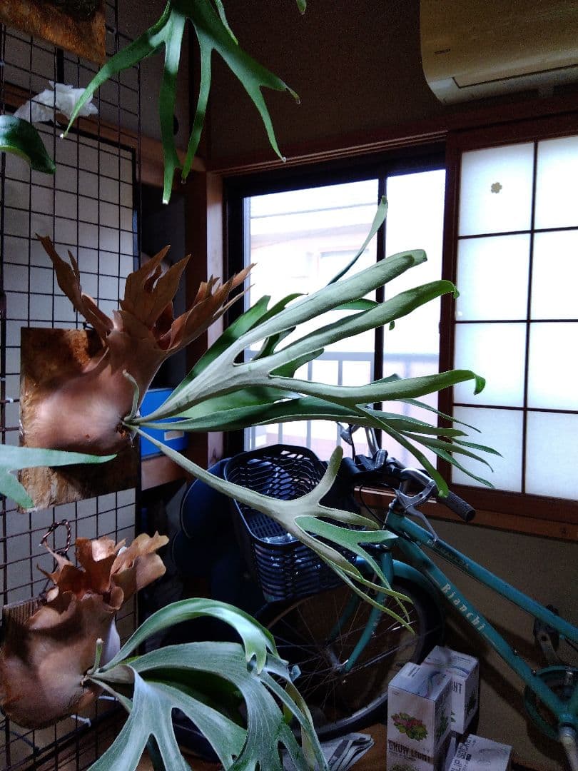 ビカクシダ　AKKI アッキー　親株サイズ