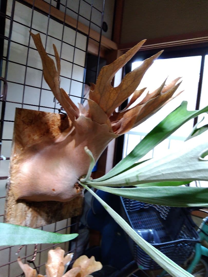 ビカクシダ　AKKI アッキー　親株サイズ