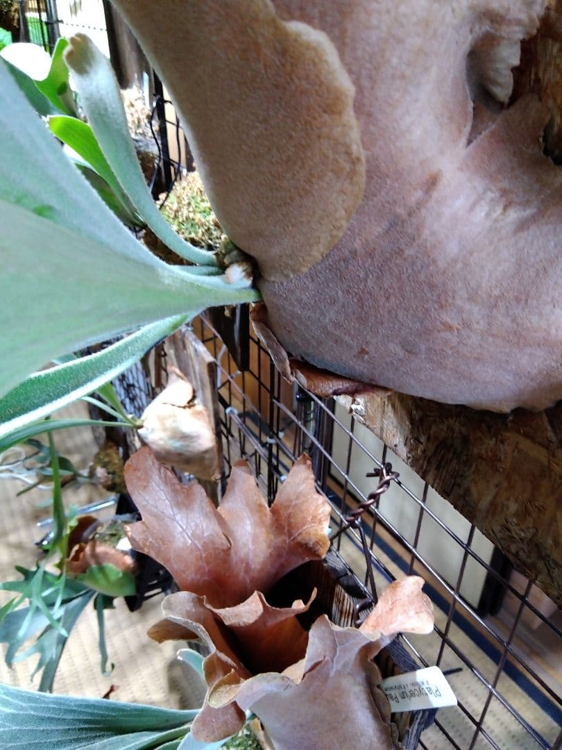 ビカクシダ　AKKI アッキー　親株サイズ