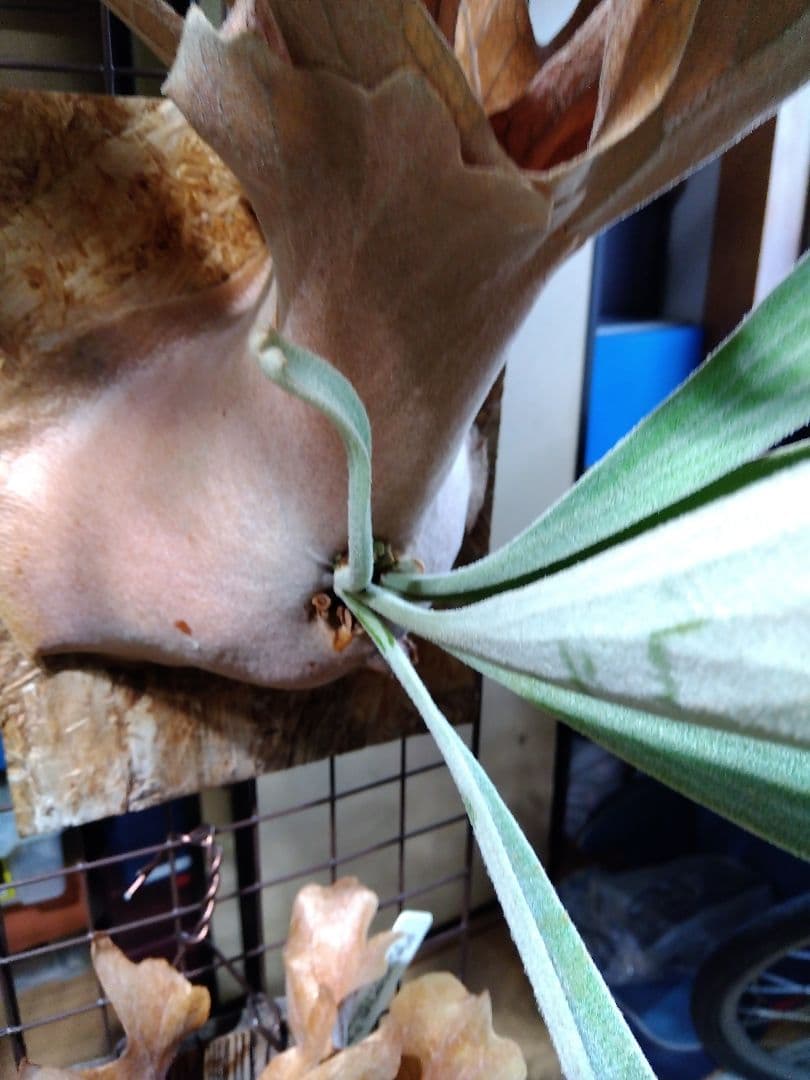 ビカクシダ　AKKI アッキー　親株サイズ