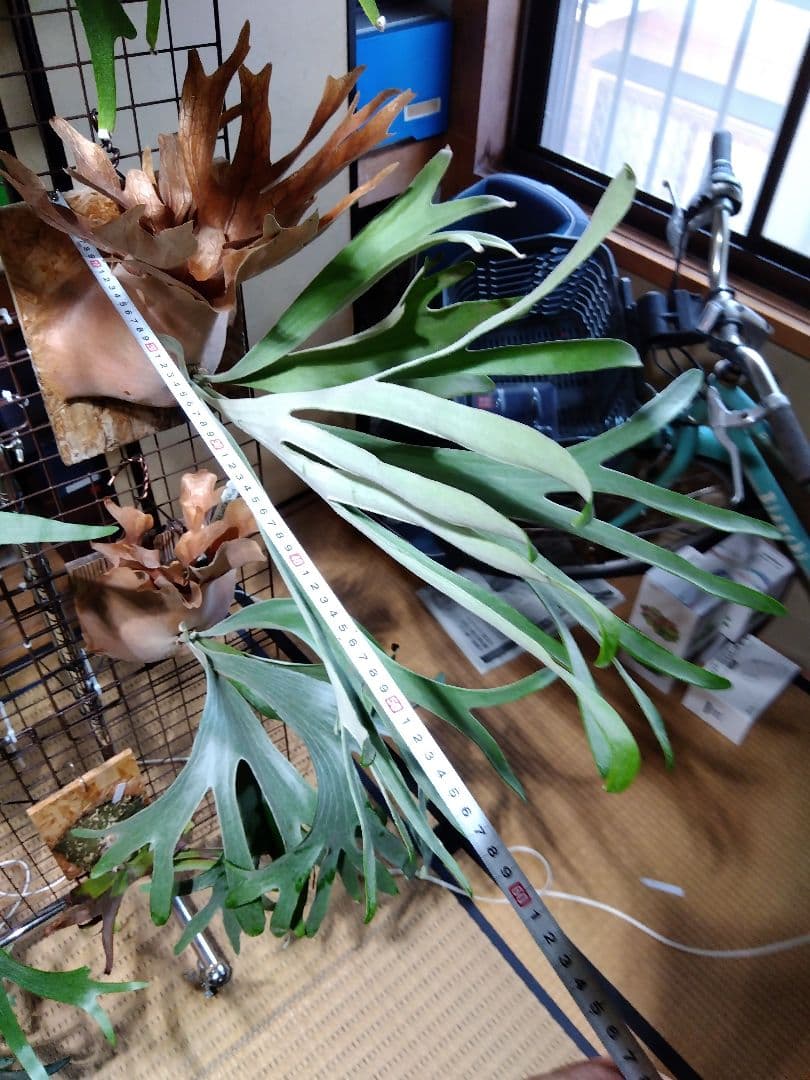 ビカクシダ　AKKI アッキー　親株サイズ