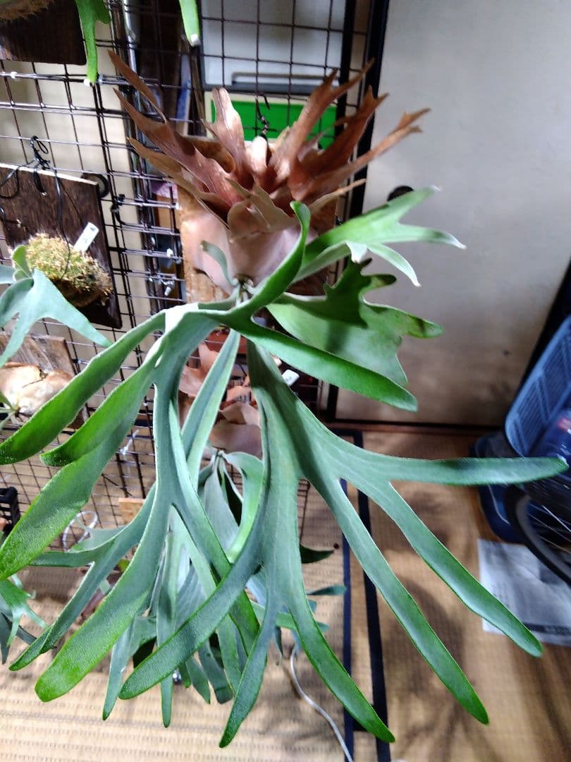 ビカクシダ　AKKI アッキー　親株サイズ