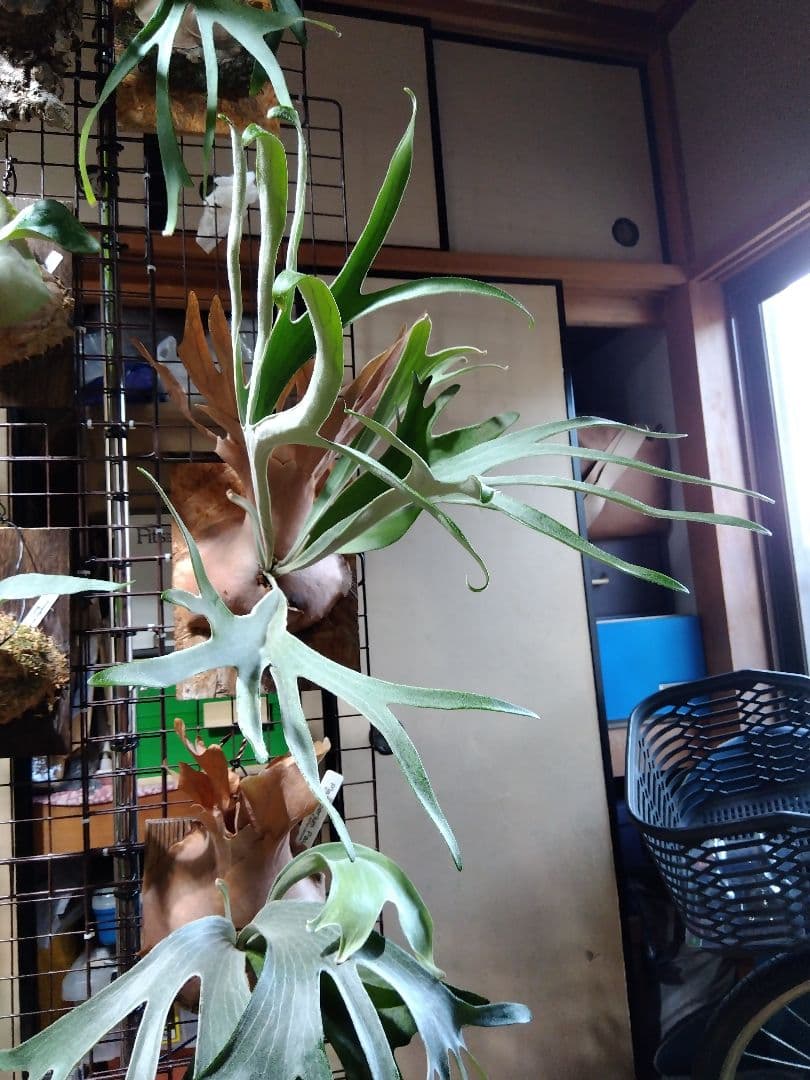 ビカクシダ　AKKI アッキー　親株サイズ