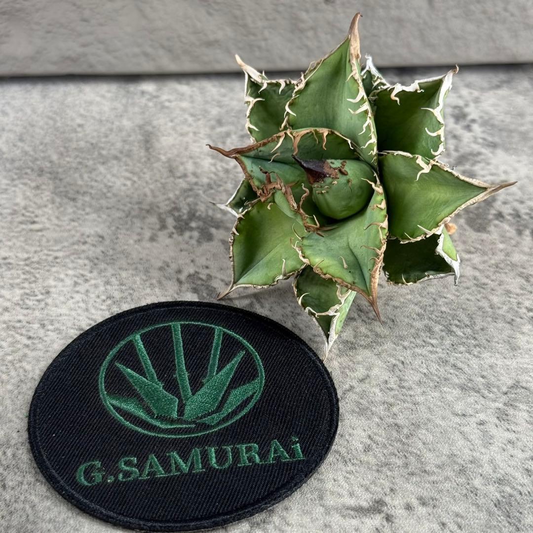 アガベ チタノタ“OC星空”】ブツブツスタッズ/最高コントラストH18