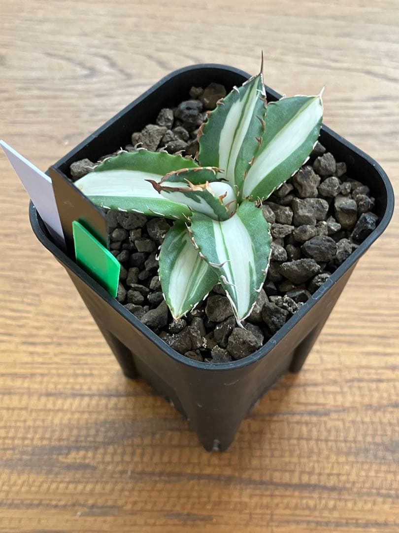 クリスマスセール】♯13 活着間近 大きめ アガベ 太陽神錦 白中斑 TC