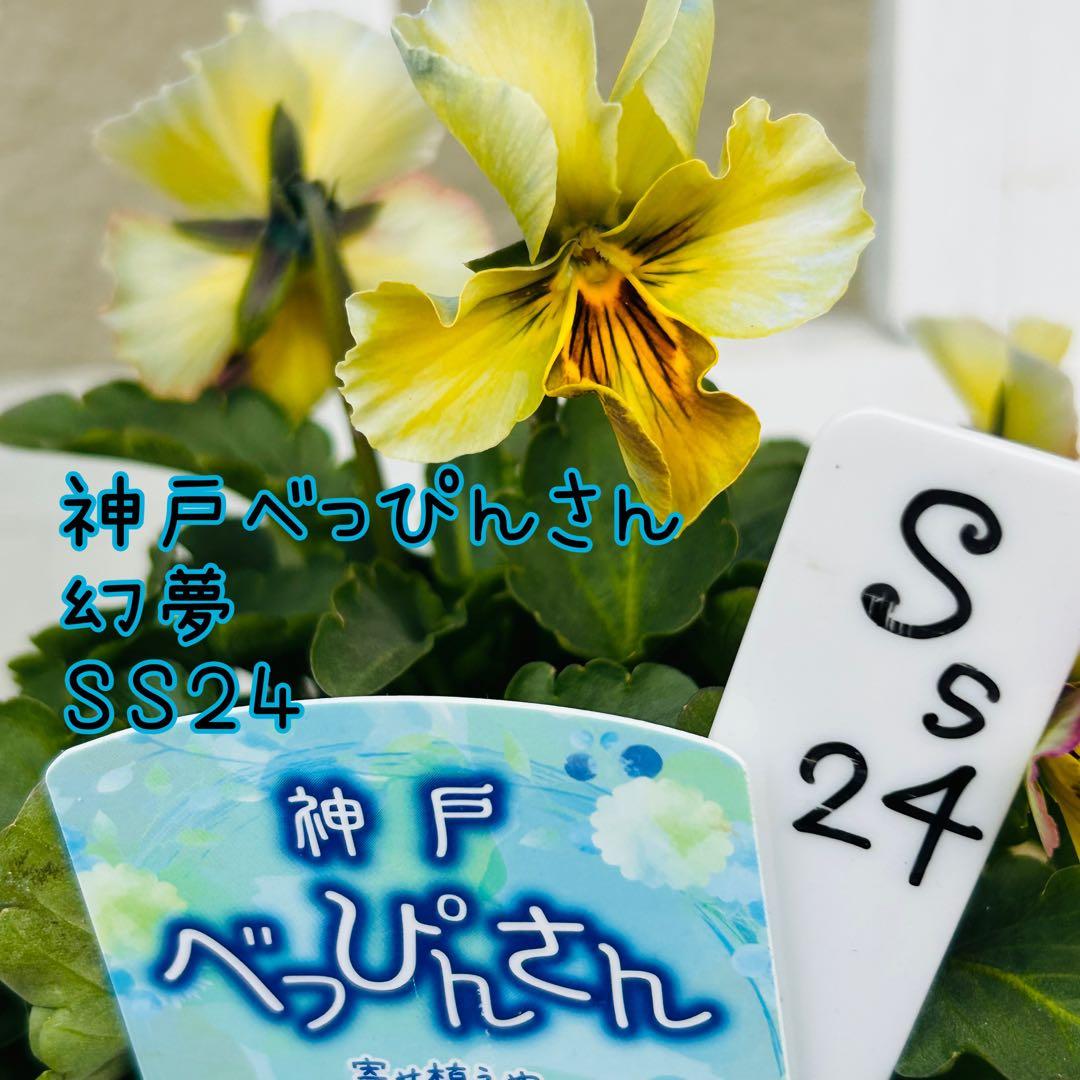 user_7b90df9b様 ＮＳ２４♥ 神戸べっぴんさん　幻夢♥超希少