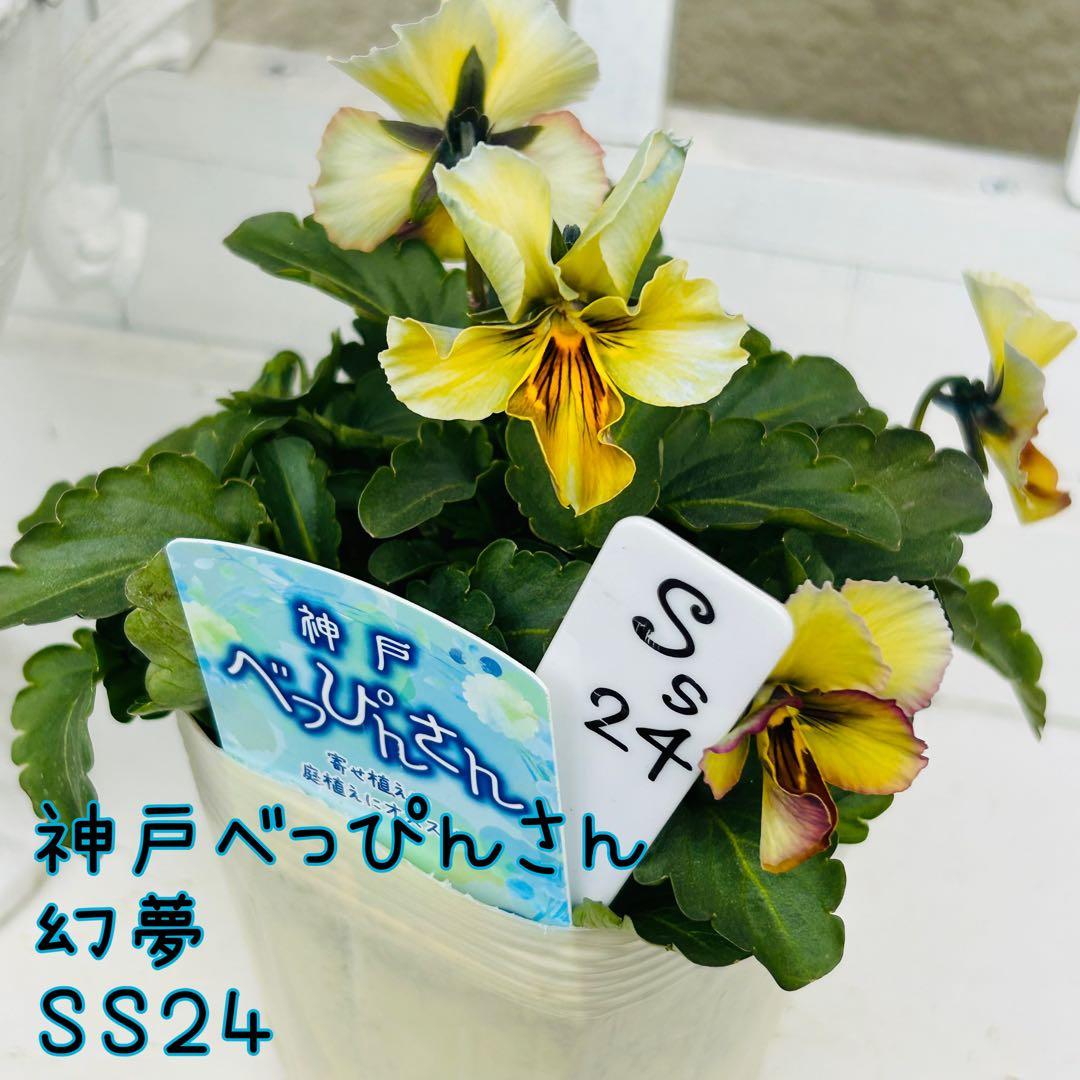 user_7b90df9b様 ＮＳ２４♥ 神戸べっぴんさん　幻夢♥超希少