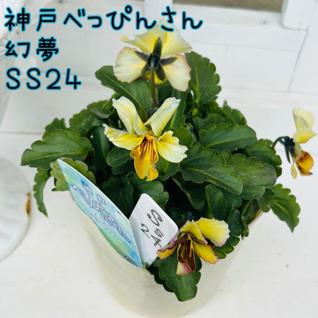 user_7b90df9b様 ＮＳ２４♥ 神戸べっぴんさん　幻夢♥超希少