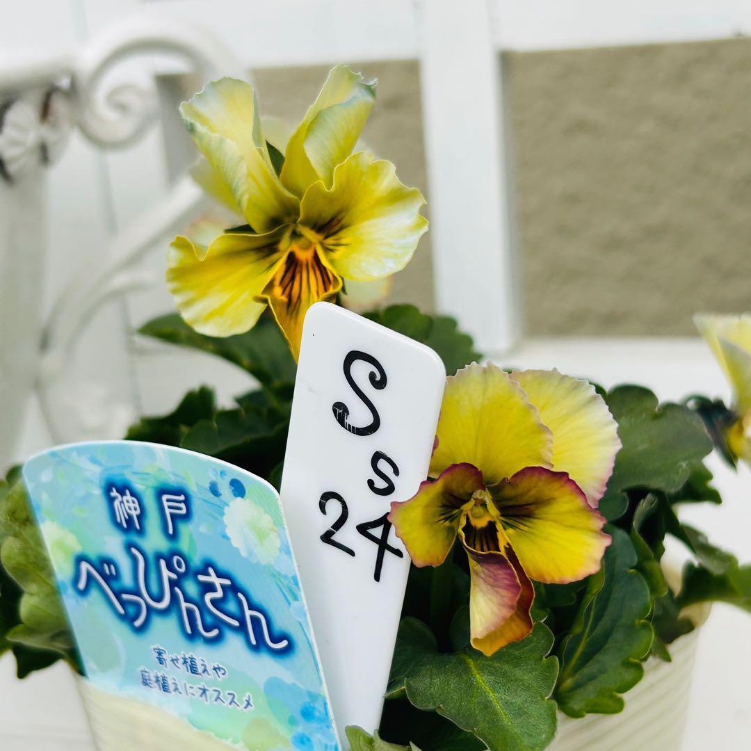 user_7b90df9b様 ＮＳ２４♥ 神戸べっぴんさん　幻夢♥超希少