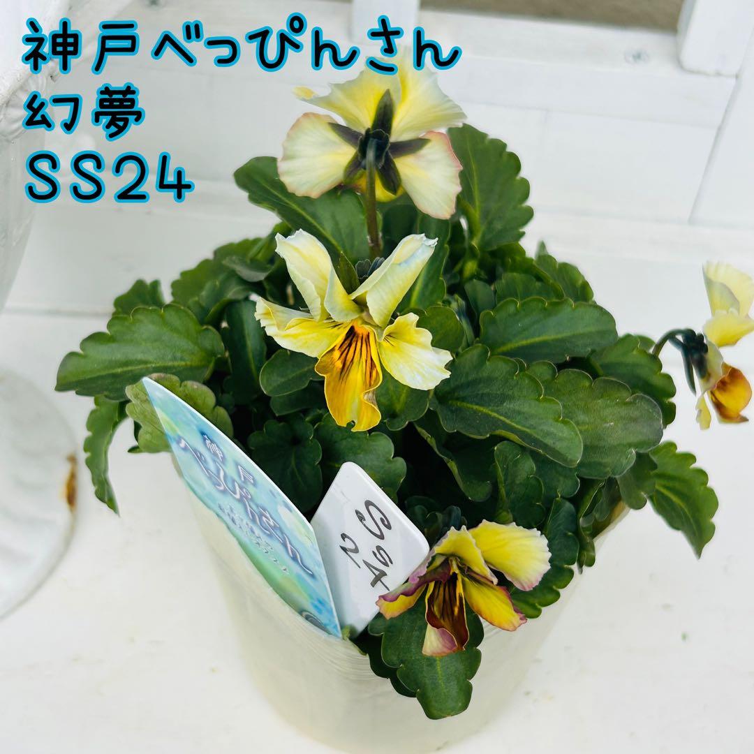 user_7b90df9b様 ＮＳ２４♥ 神戸べっぴんさん　幻夢♥超希少