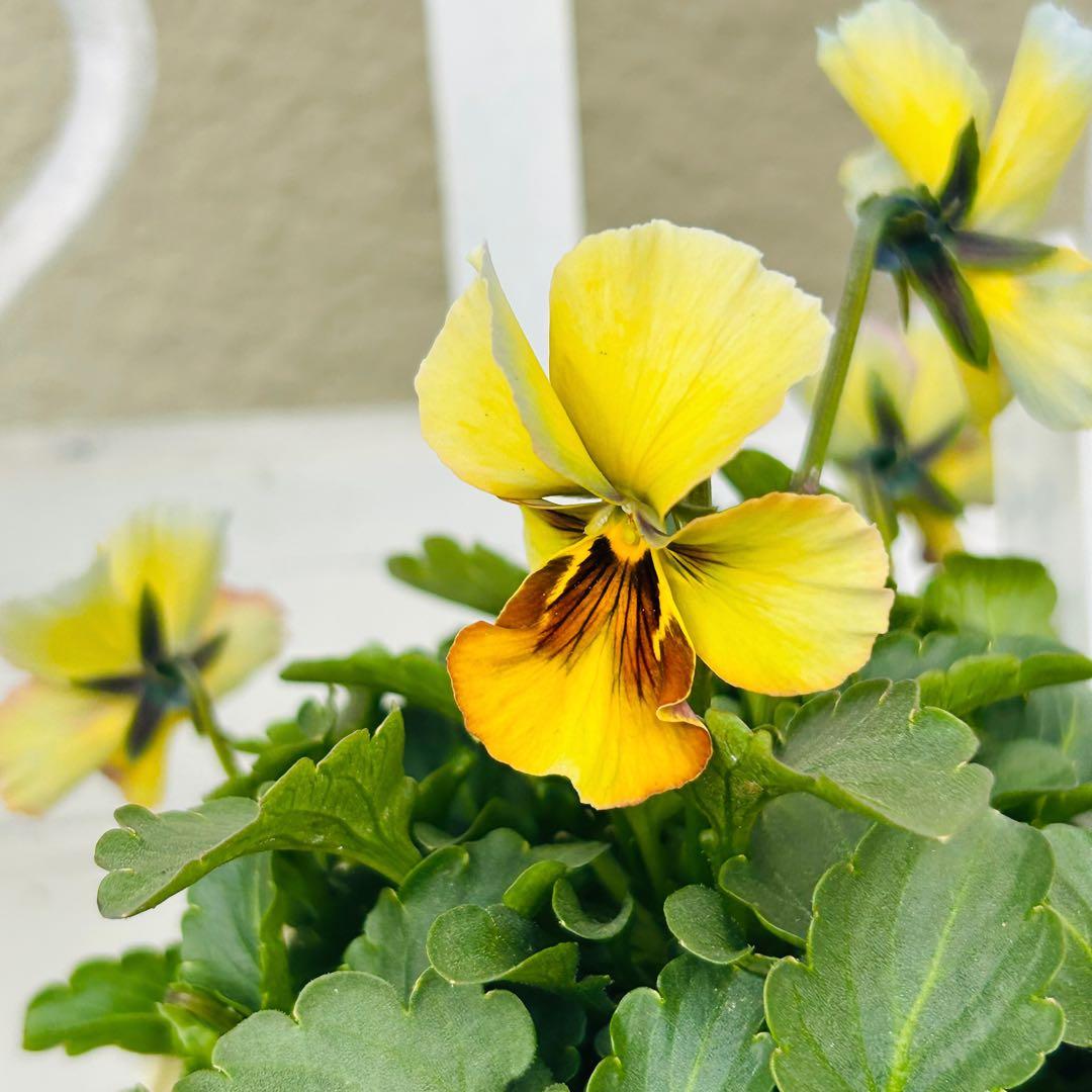 user_7b90df9b様 ＮＳ２４♥ 神戸べっぴんさん　幻夢♥超希少