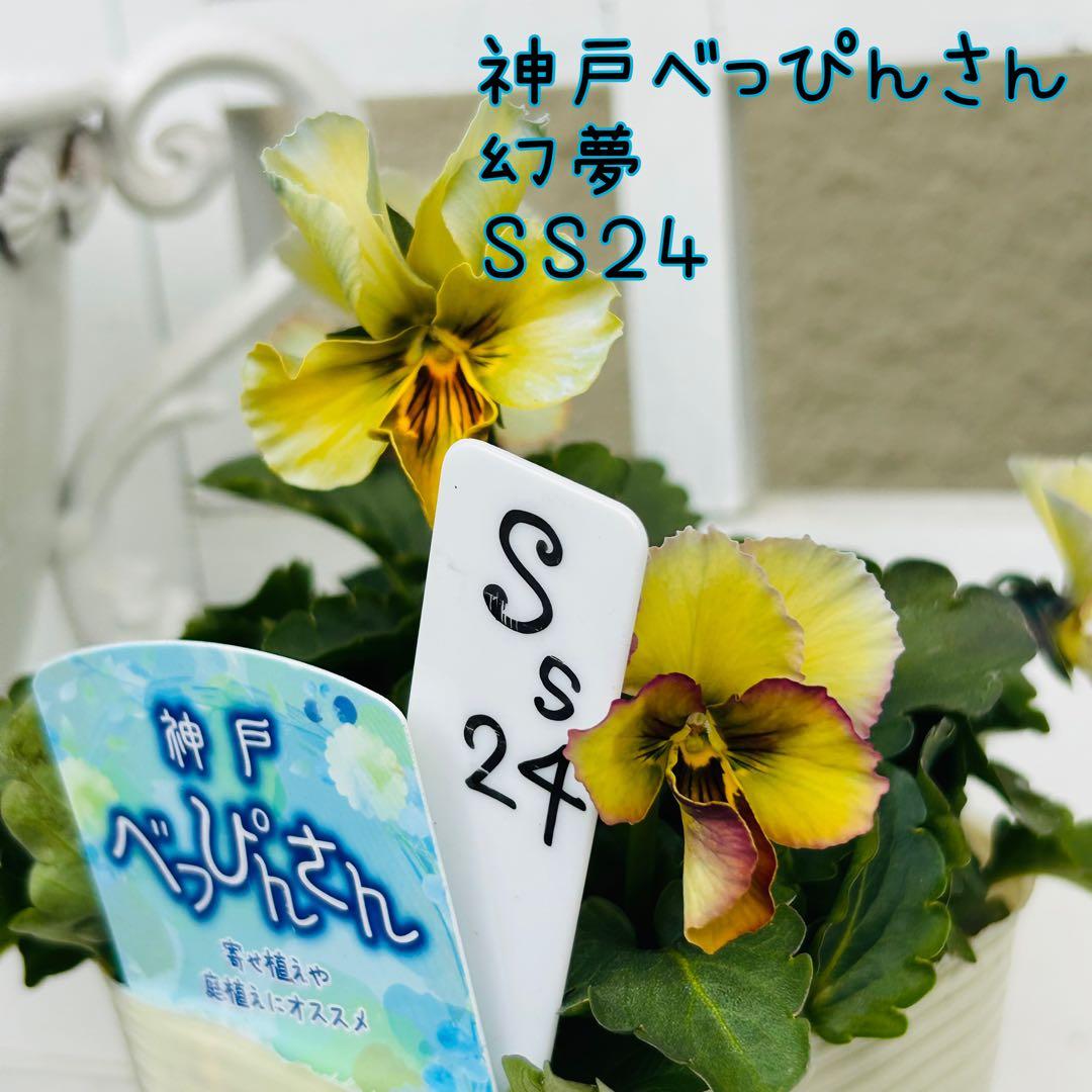user_7b90df9b様 ＮＳ２４♥ 神戸べっぴんさん　幻夢♥超希少