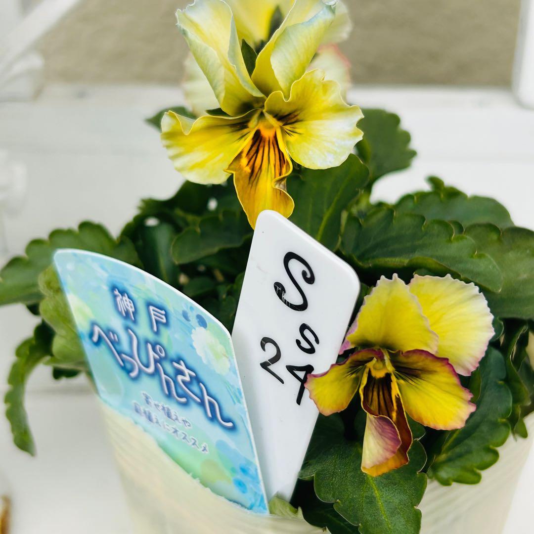 user_7b90df9b様 ＮＳ２４♥ 神戸べっぴんさん　幻夢♥超希少