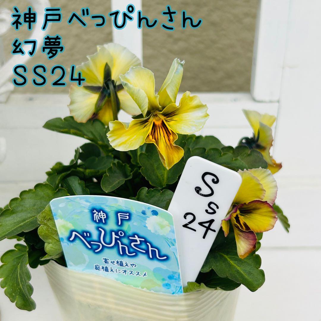 user_7b90df9b様 ＮＳ２４♥ 神戸べっぴんさん　幻夢♥超希少