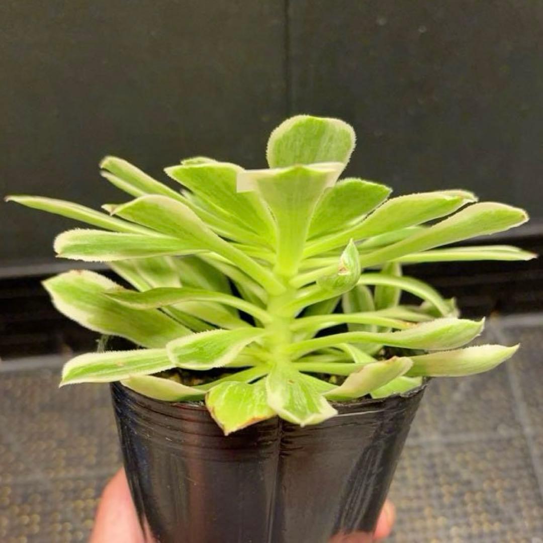 多肉植物❤️アエオニウム錦❤️ 青い波 ❤️碧浪❤️ 1大頭12-15cm拨き苗