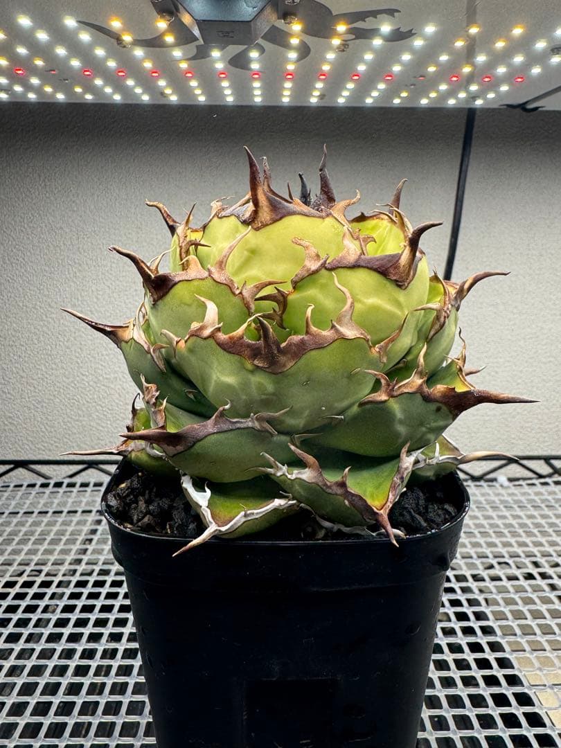 アガベ 実生選抜株ノーネーム(写真株)