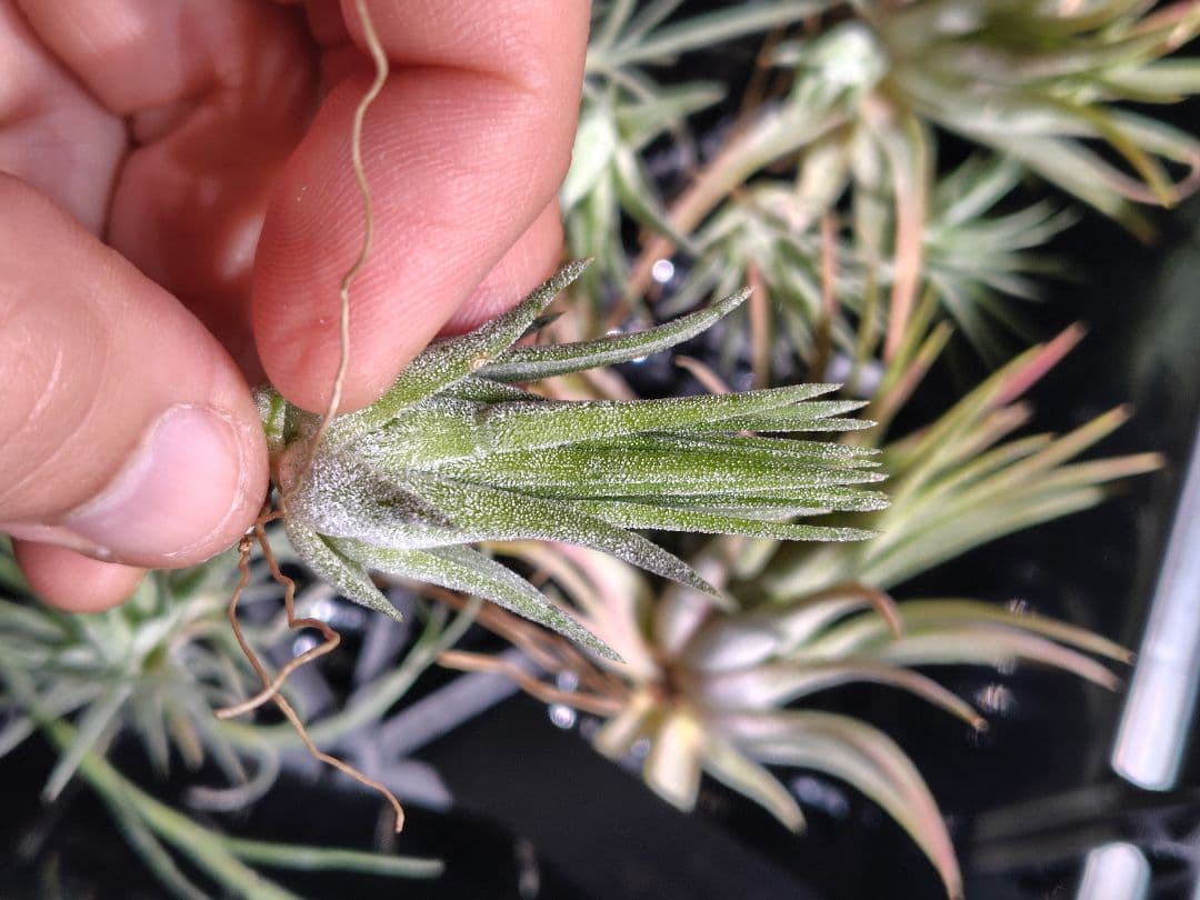 T. ionantha tall velvet 石化 綴化