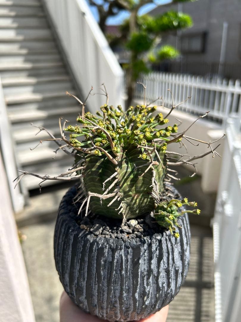 ユーフォルビア スーパーバリダ - メルカリ