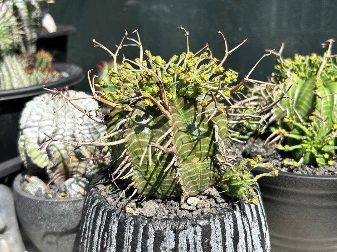 ユーフォルビア スーパーバリダ - メルカリ