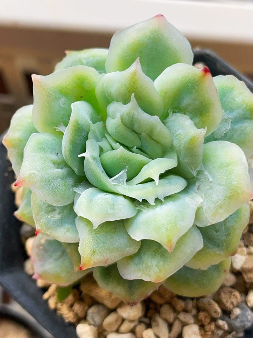 新品種 チュールスカート /Hades 多肉植物 エケベリア 写真1 2状態像