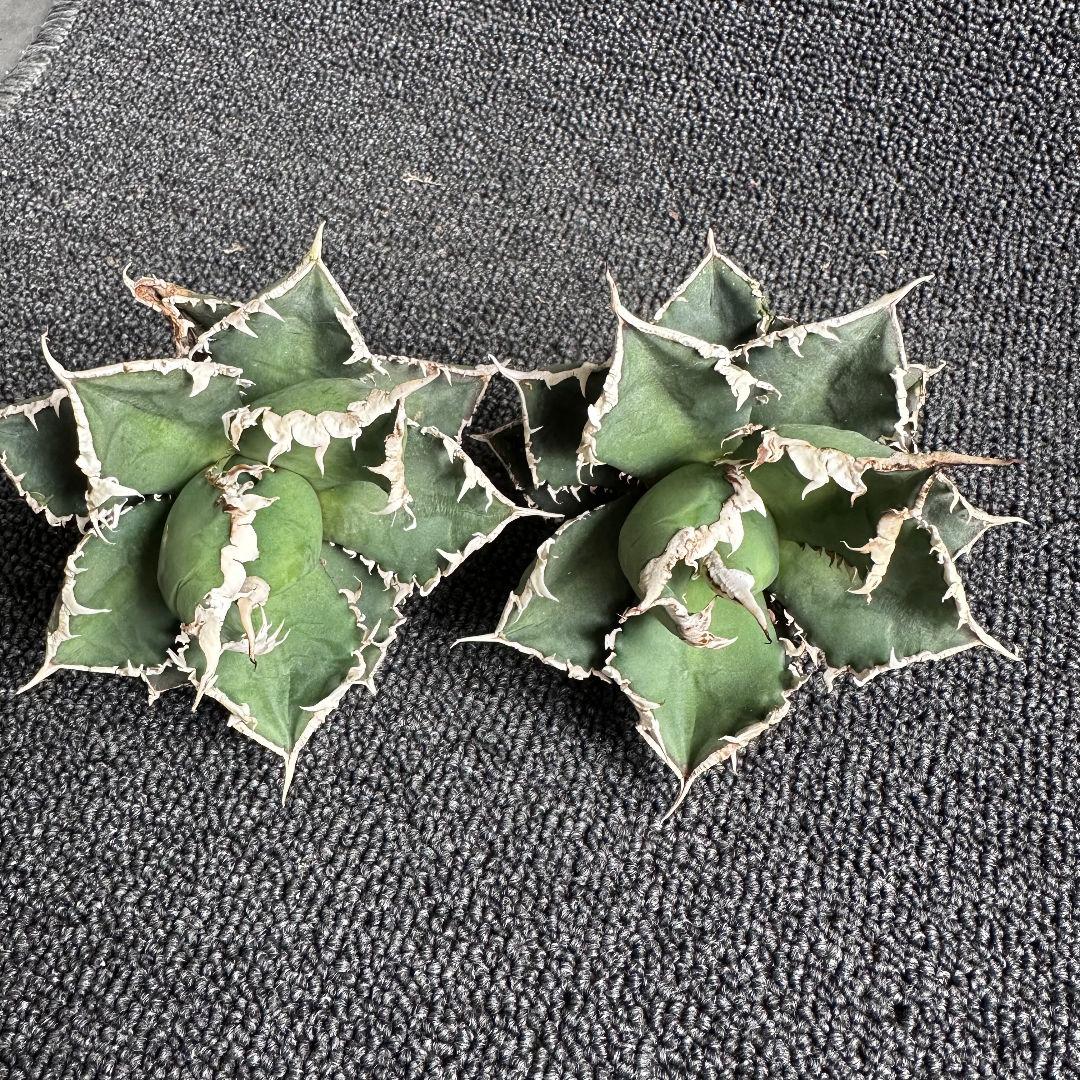 2136アガベ チタノタ 狼人 強白棘 極上株 2株セット - メルカリ