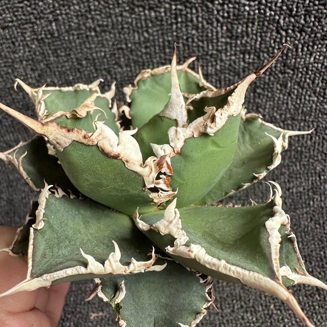 2136アガベ チタノタ 狼人 強白棘 極上株 2株セット - メルカリ