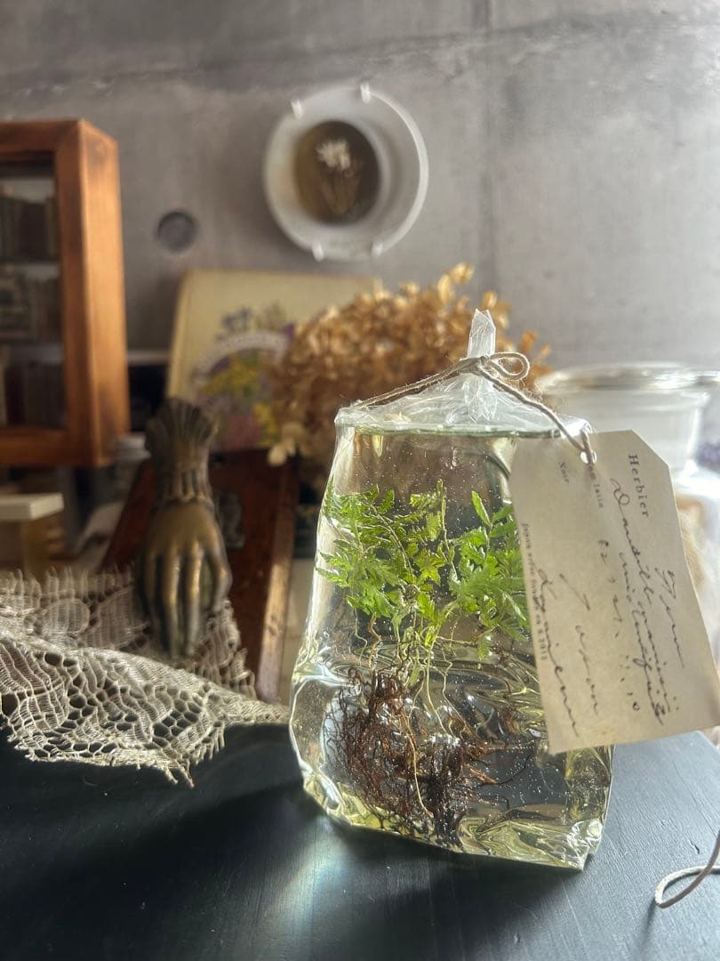 errer 根っこ付き水草 筆記体タグ付き 植物標本 アンティーク 樹脂標本