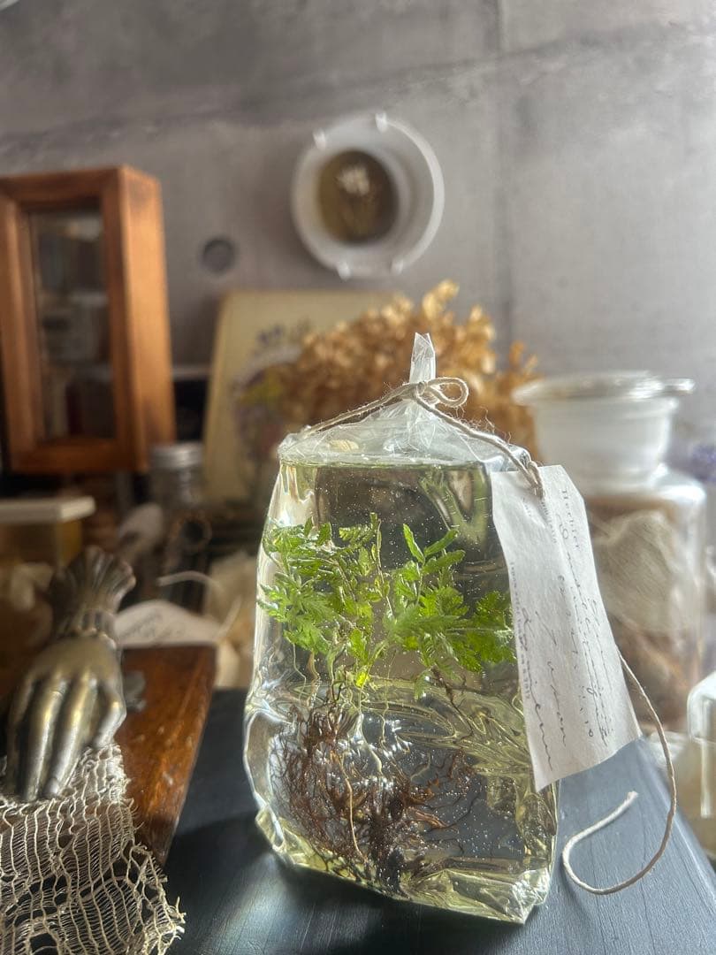 errer 根っこ付き水草 筆記体タグ付き 植物標本 アンティーク 樹脂標本