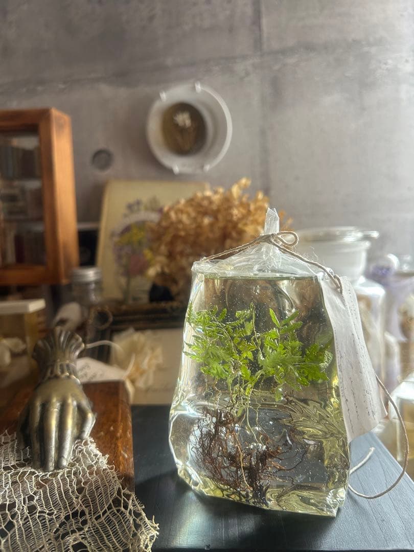 errer 根っこ付き水草 筆記体タグ付き 植物標本 アンティーク 樹脂標本