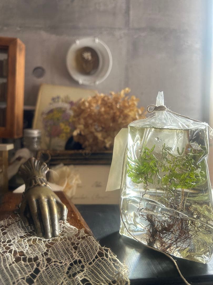 errer 根っこ付き水草 筆記体タグ付き 植物標本 アンティーク 樹脂標本