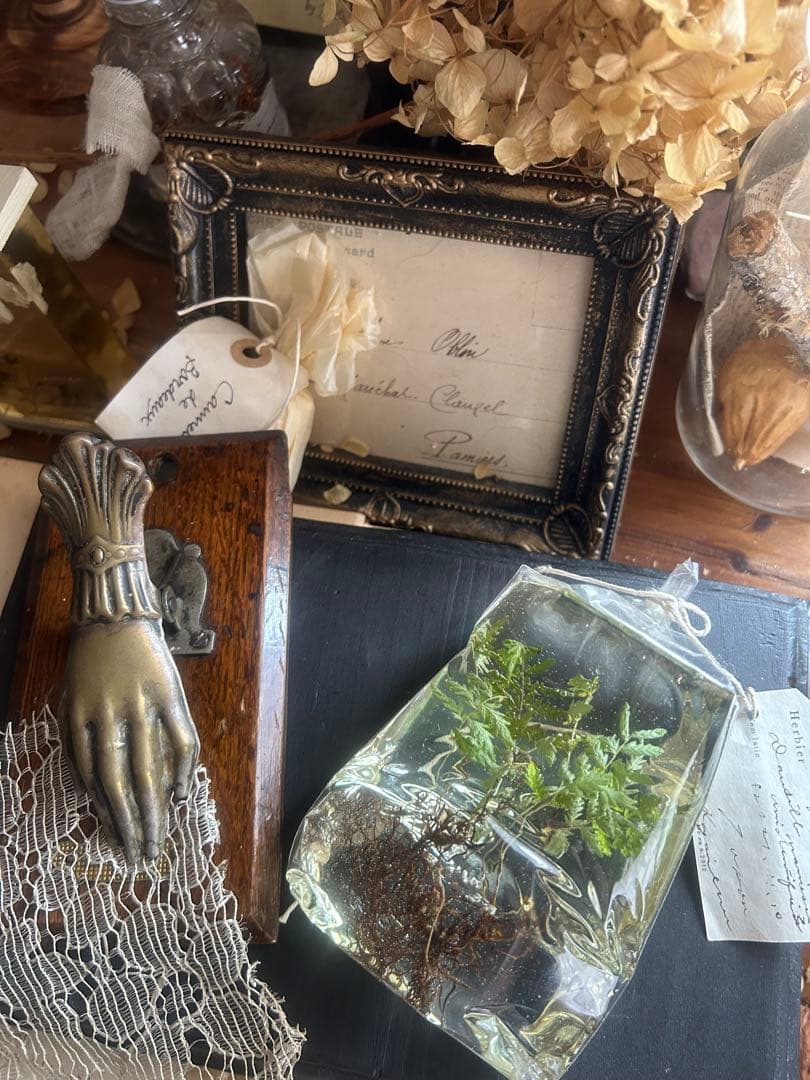 errer 根っこ付き水草 筆記体タグ付き 植物標本 アンティーク 樹脂標本